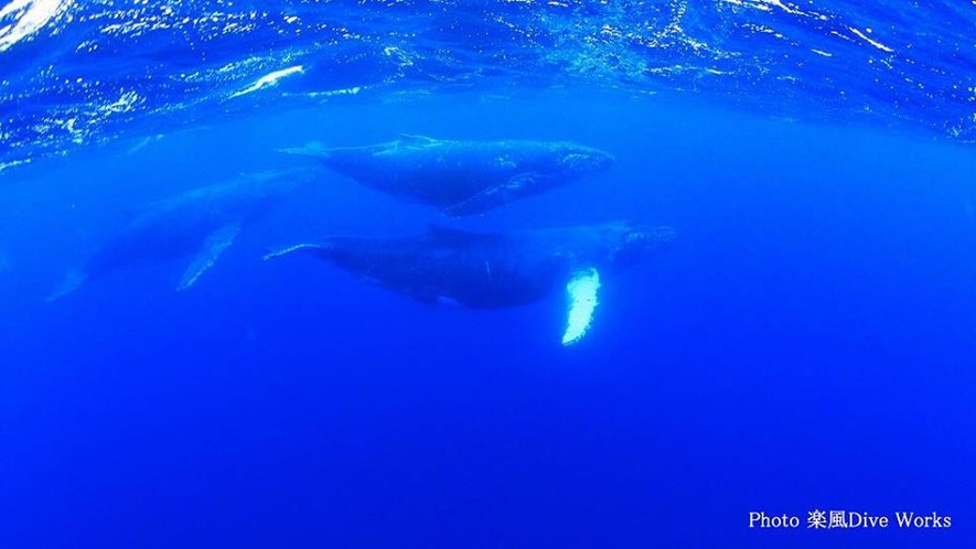 海中のクジラ