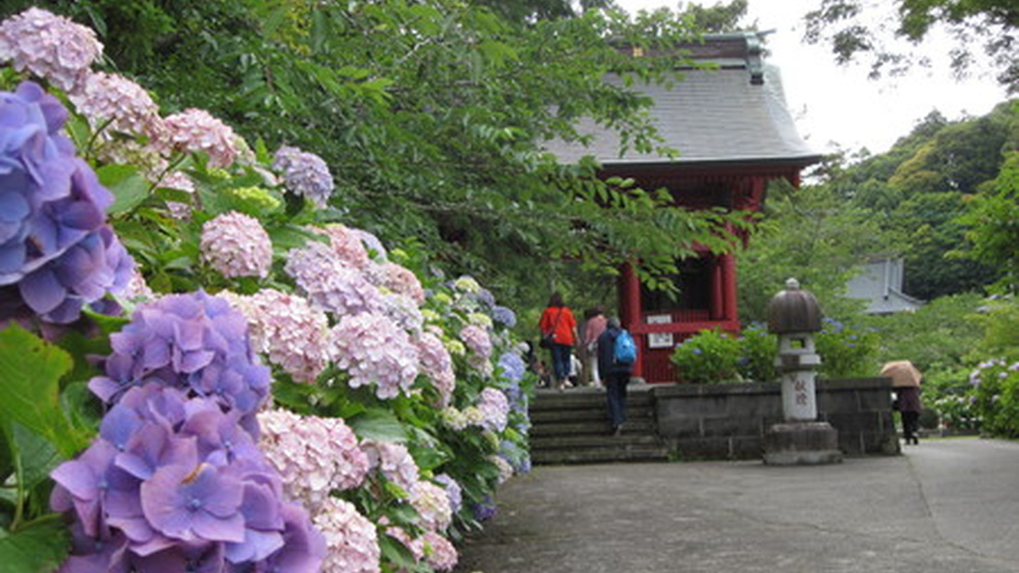 房総のあじさい寺　日運寺（©南房総市）