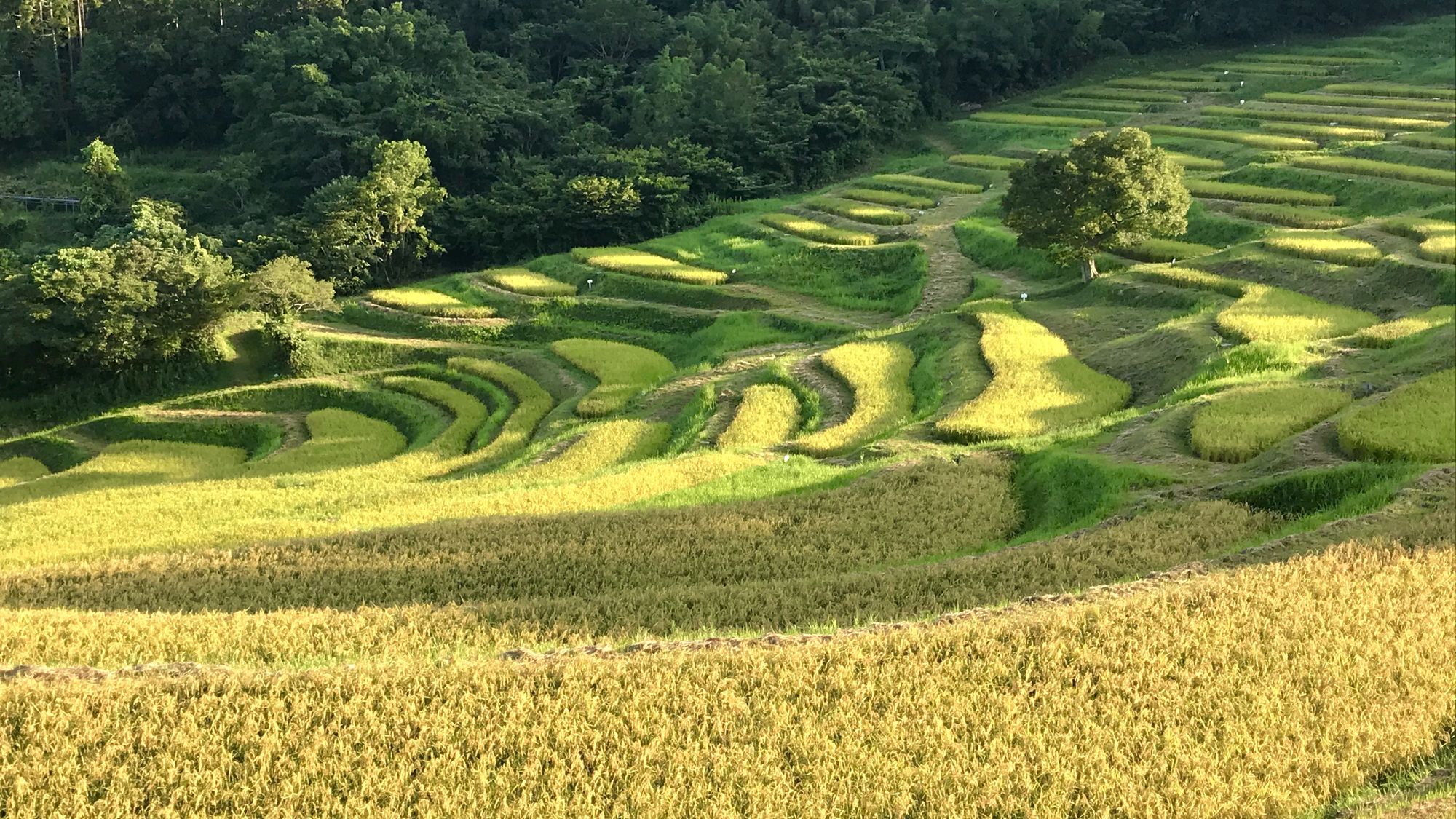 大山千枚田