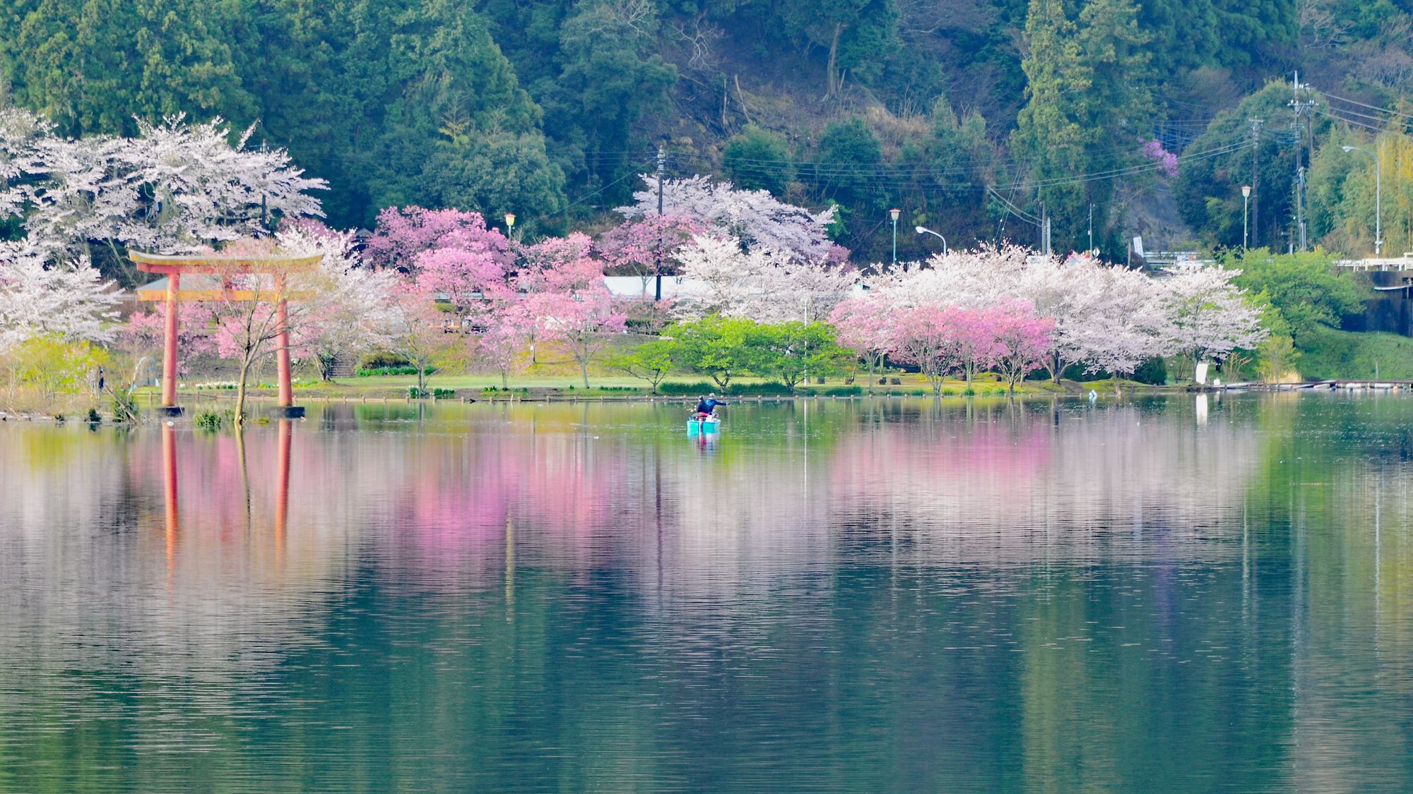 月毛公園の桜（亀山湖）