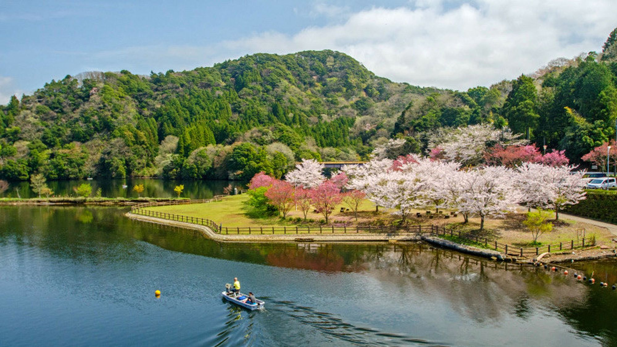 月毛公園の桜（亀山湖）