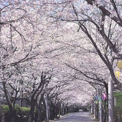 伊豆高原桜のトンネル