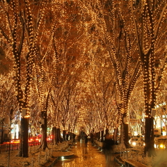 仙台の冬の風物詩☆ケアキ並木が幻想的な光に包まれる【SENDAI光のページェント】