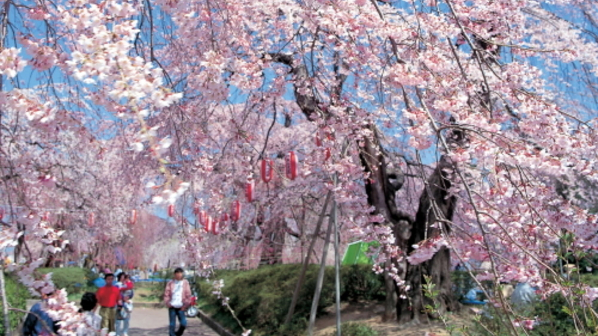 仙台の桜の名所といえばここ♪ホテルより車で約8分。【榴ヶ岡公園】