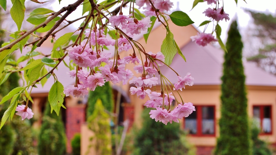 sakura