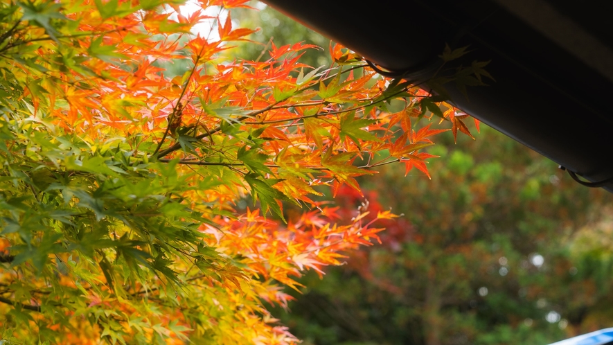 中庭の紅葉