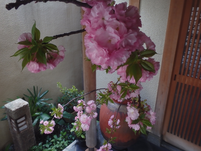 禿庵　内玄関前　春　遅咲き八重桜　４月上旬以降