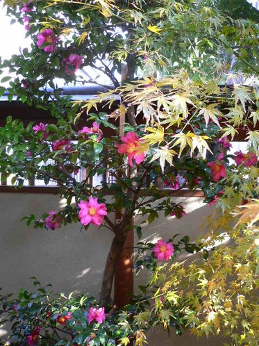 坪庭に咲く山茶花