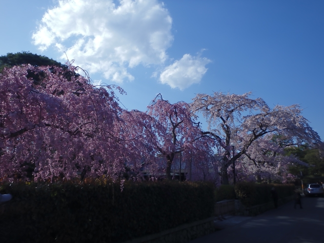南禅寺界隈別送群　春　桜