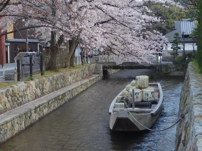 高瀬川河畔　春　桜
