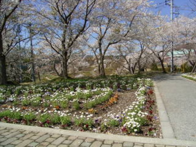 マウントあかね　桜