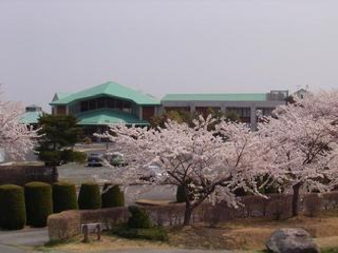 マウントあかね　桜