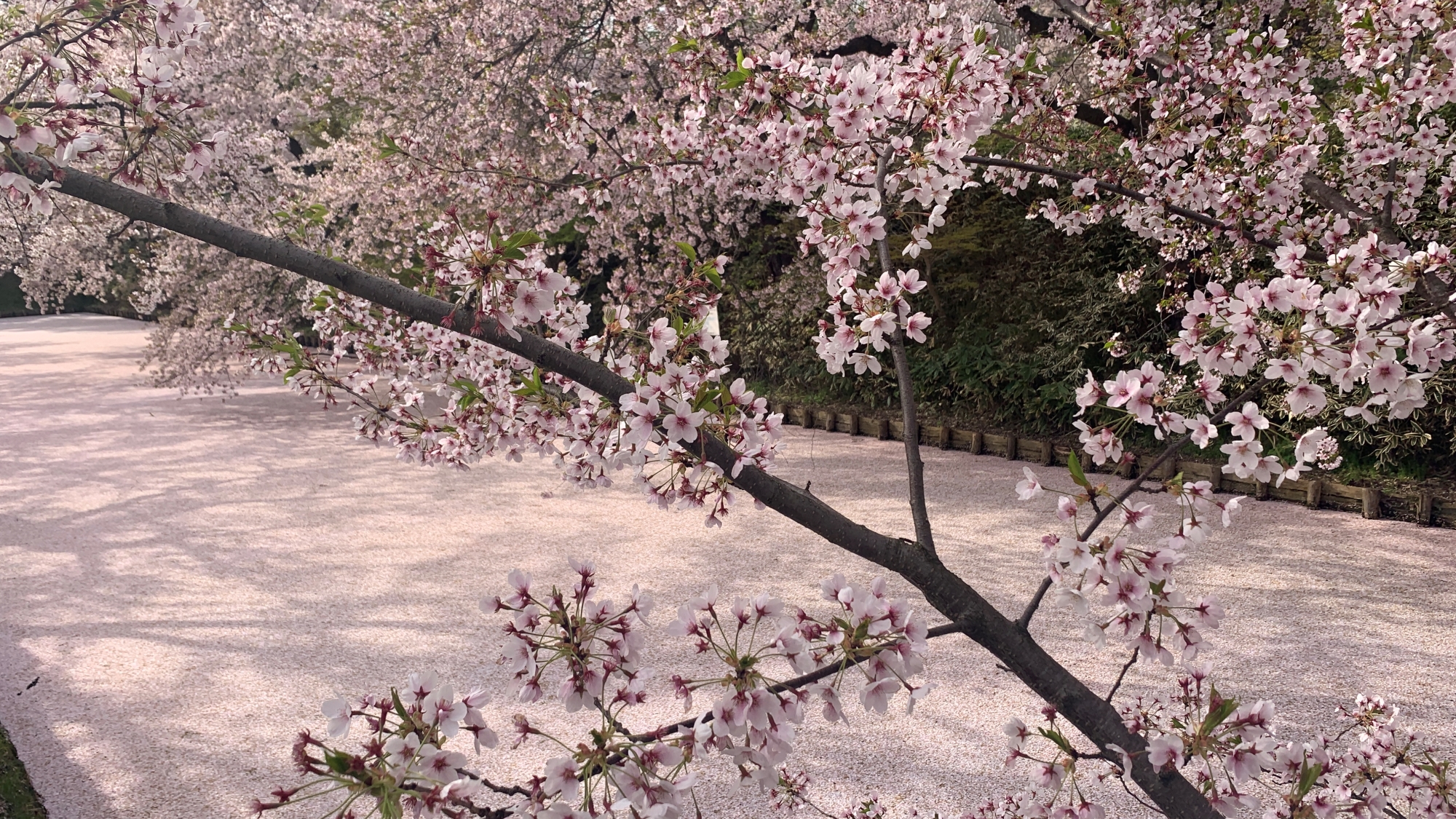 【弘前公園の桜】お濠が花びらで埋め尽くされる「花筏（はないかだ）」