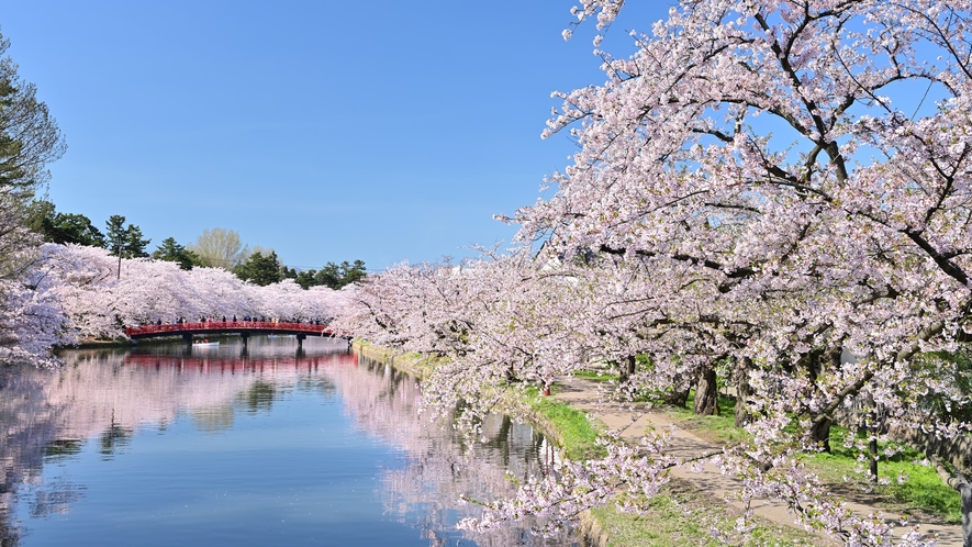 日本一の評される「弘前公園」の桜
