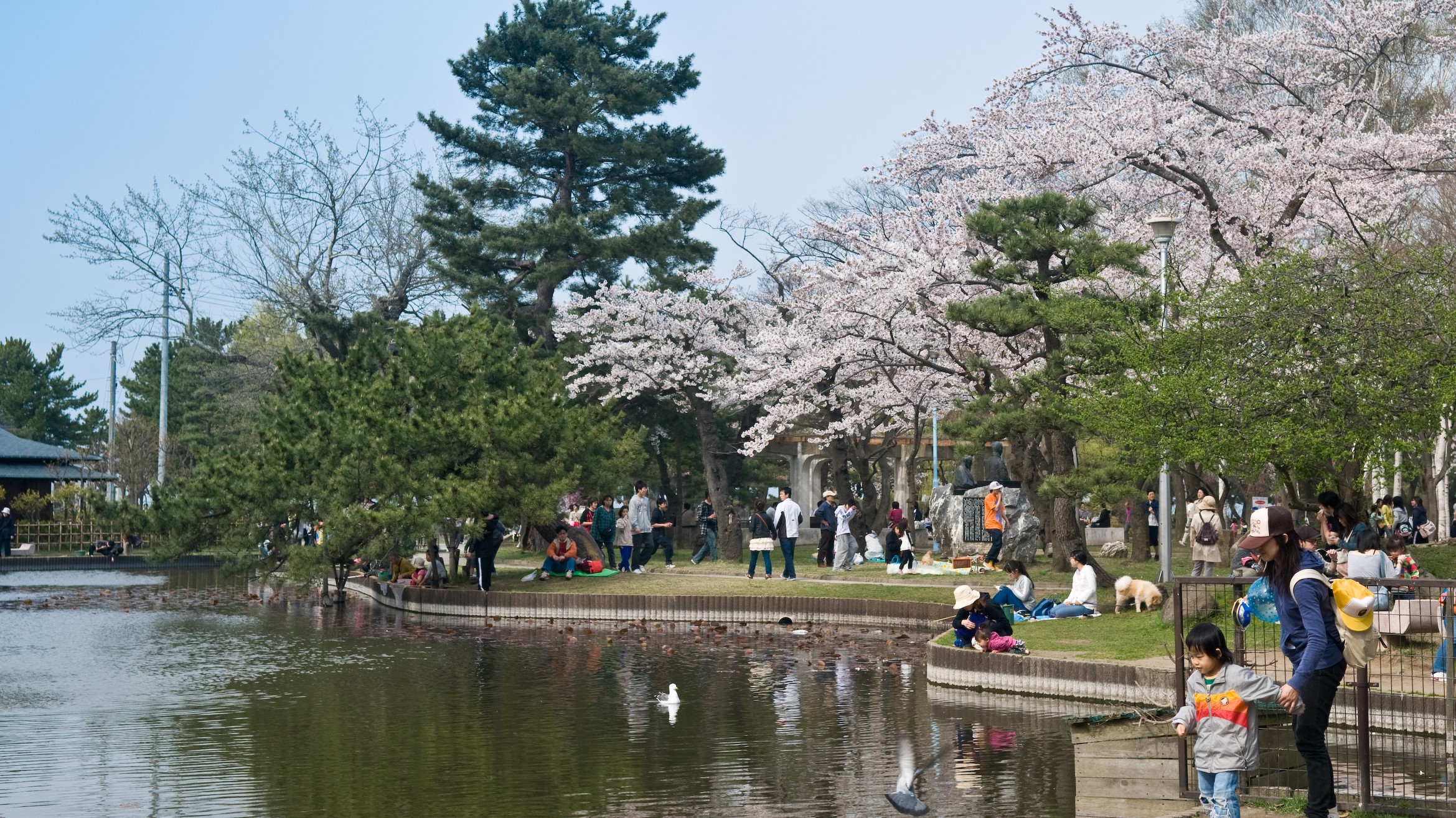 「合浦公園」全国的にも珍しい海辺でのお花見を楽しめます