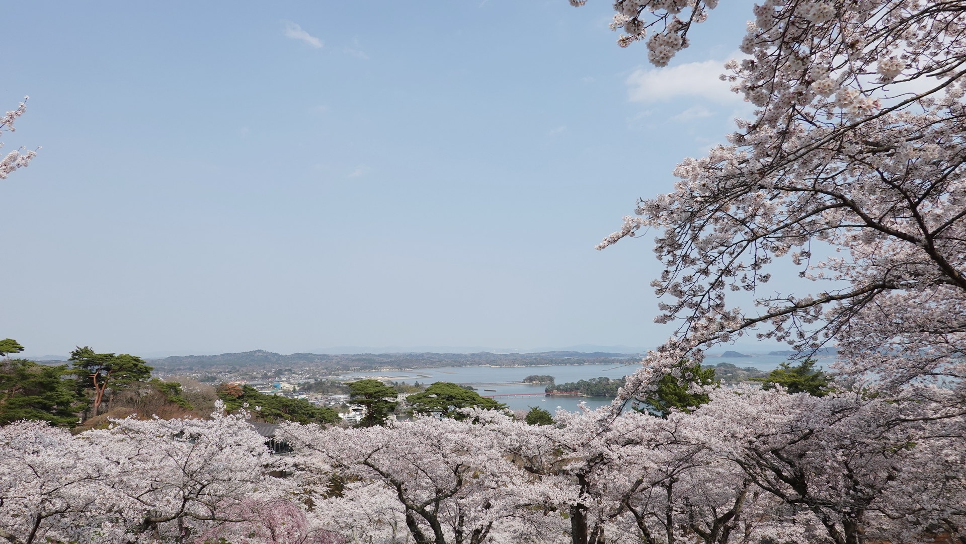 2025.04.17西行戻しの松公園桜2