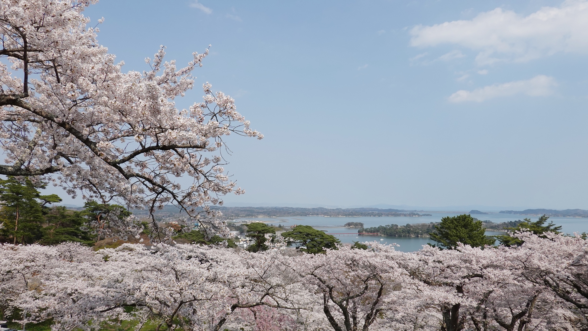 2025.04.17西行戻しの松公園桜1