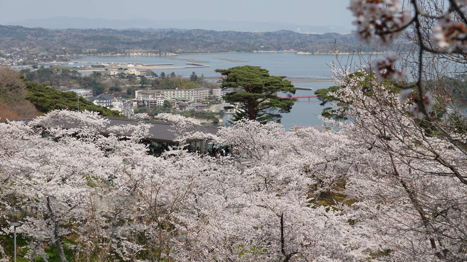 2025.04.17西行戻しの松公園桜4