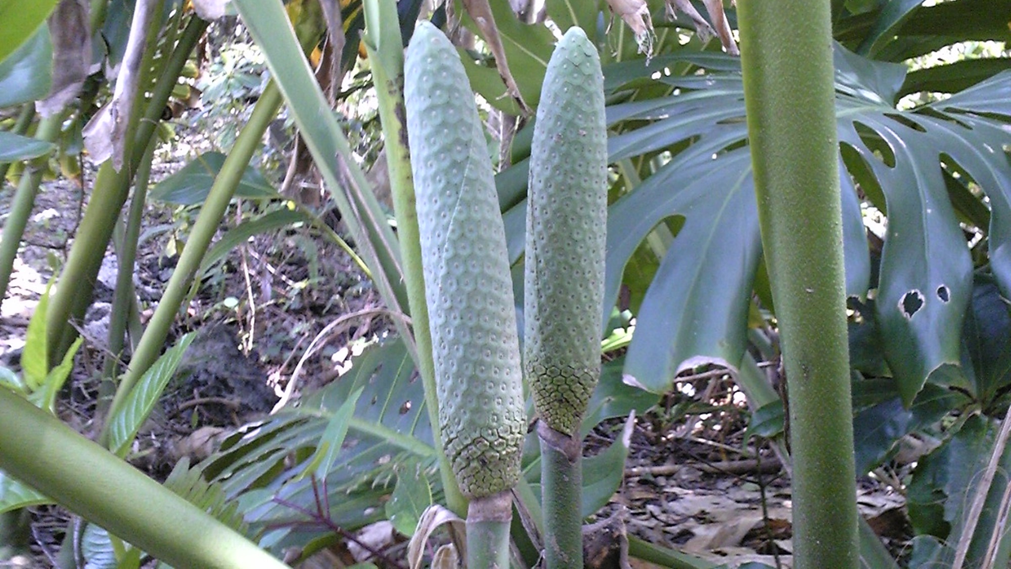 *八丈島の植物たち。