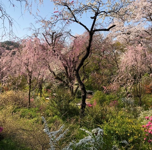 京都 桜の名所「原谷苑」