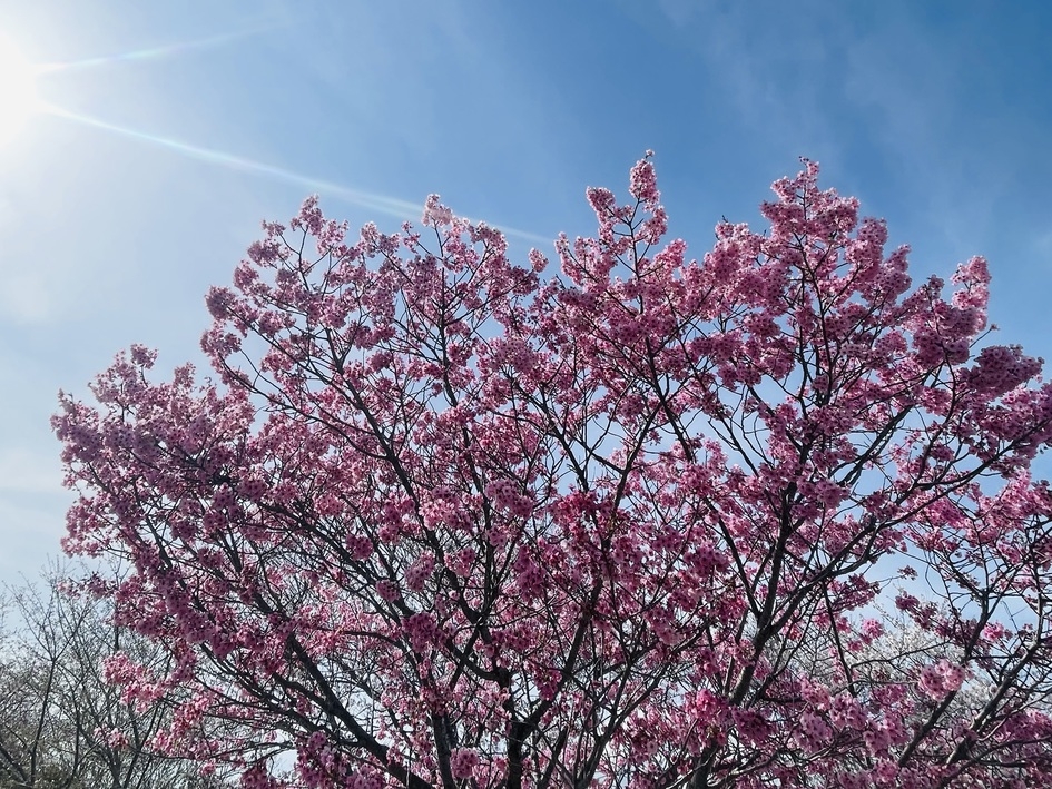 【3月・4月限定】お伊勢さんに春詣　〜桜舞う　五十鈴の畔　笑顔咲く〜