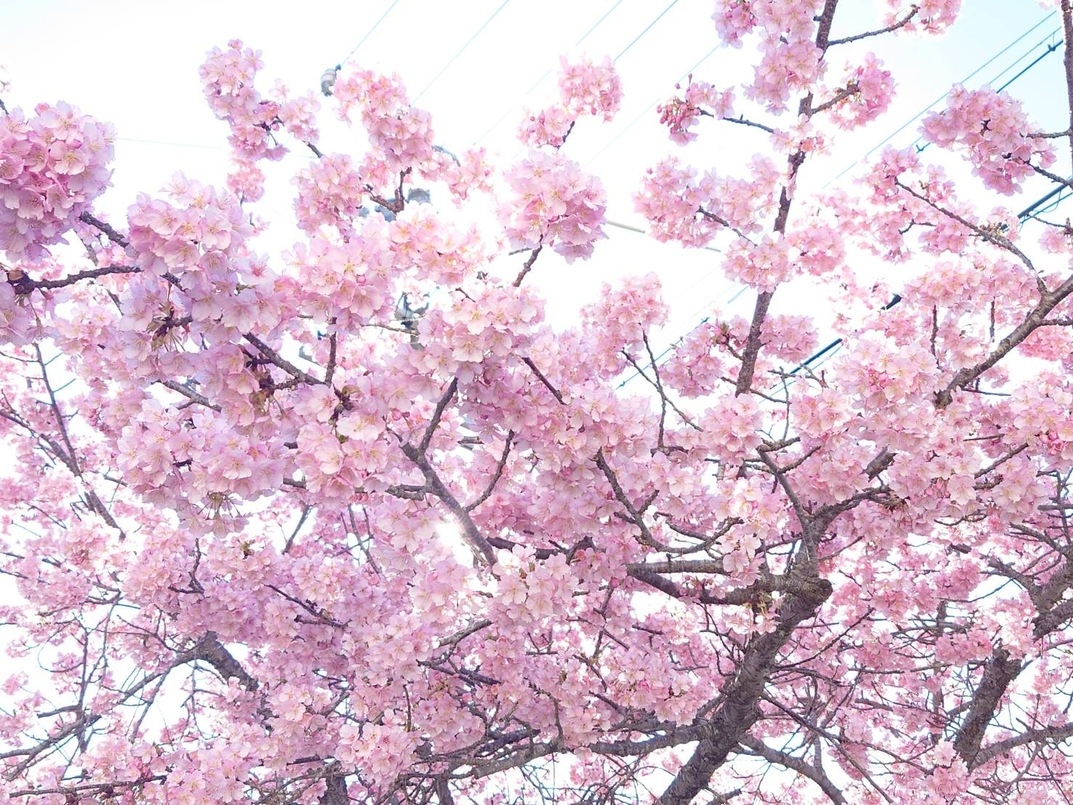 【3月・4月平日限定】春限定酒3種付き 花見酒付美食プラン 　〜春を味わう、大人の花見時間〜