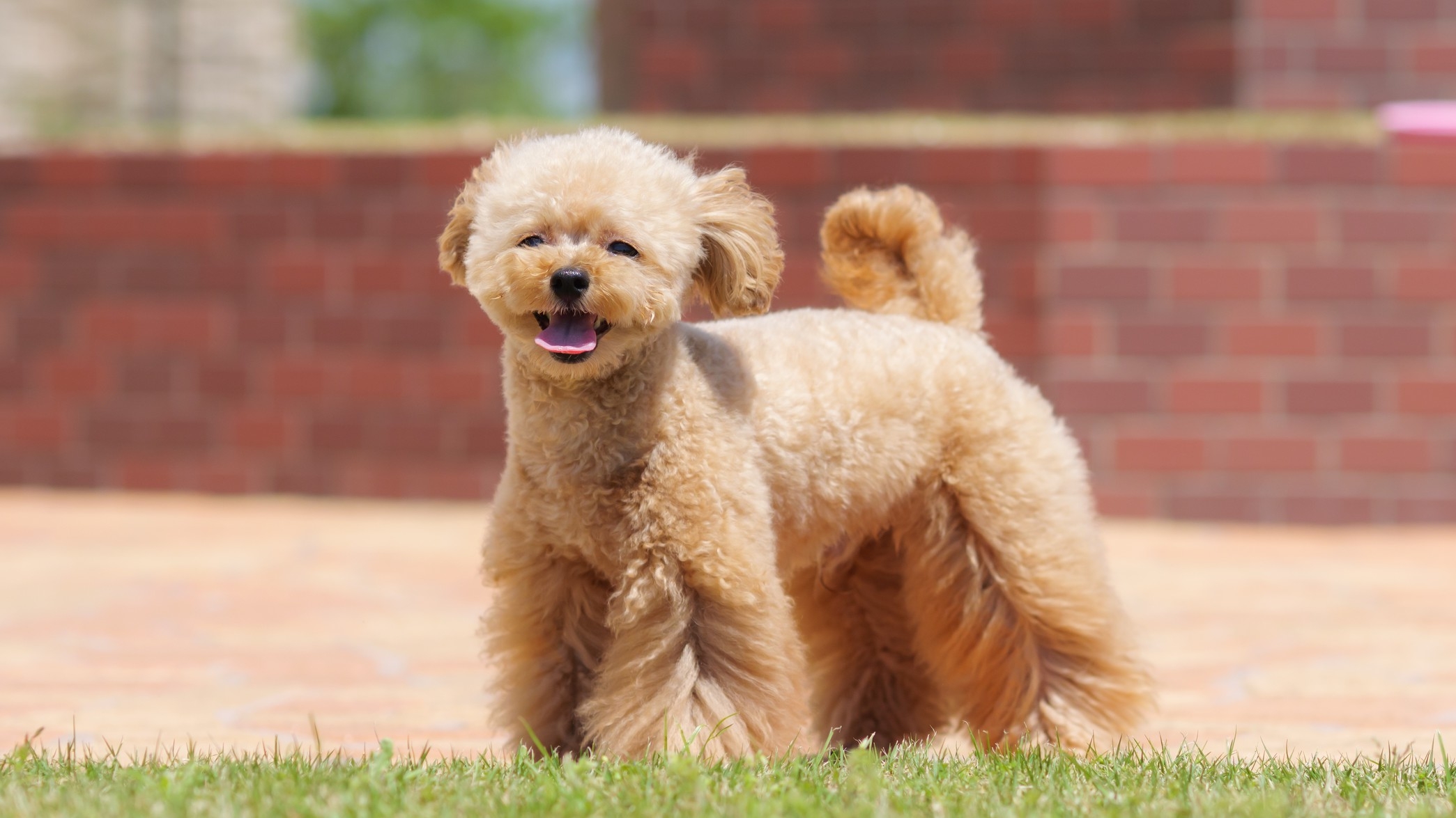 7/25〜ドッグフレンドリールーム誕生！愛犬と寛ぐ新客室と旬の味覚を堪能＜フランス料理／秋＞