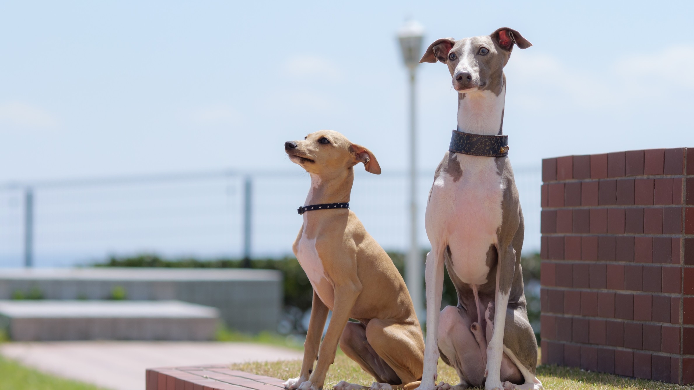 【1周年記念　おかえりなさいキャンペーン】愛犬と寛ぐ新客室と和洋中ビュッフェ堪能プラン＜2食付＞