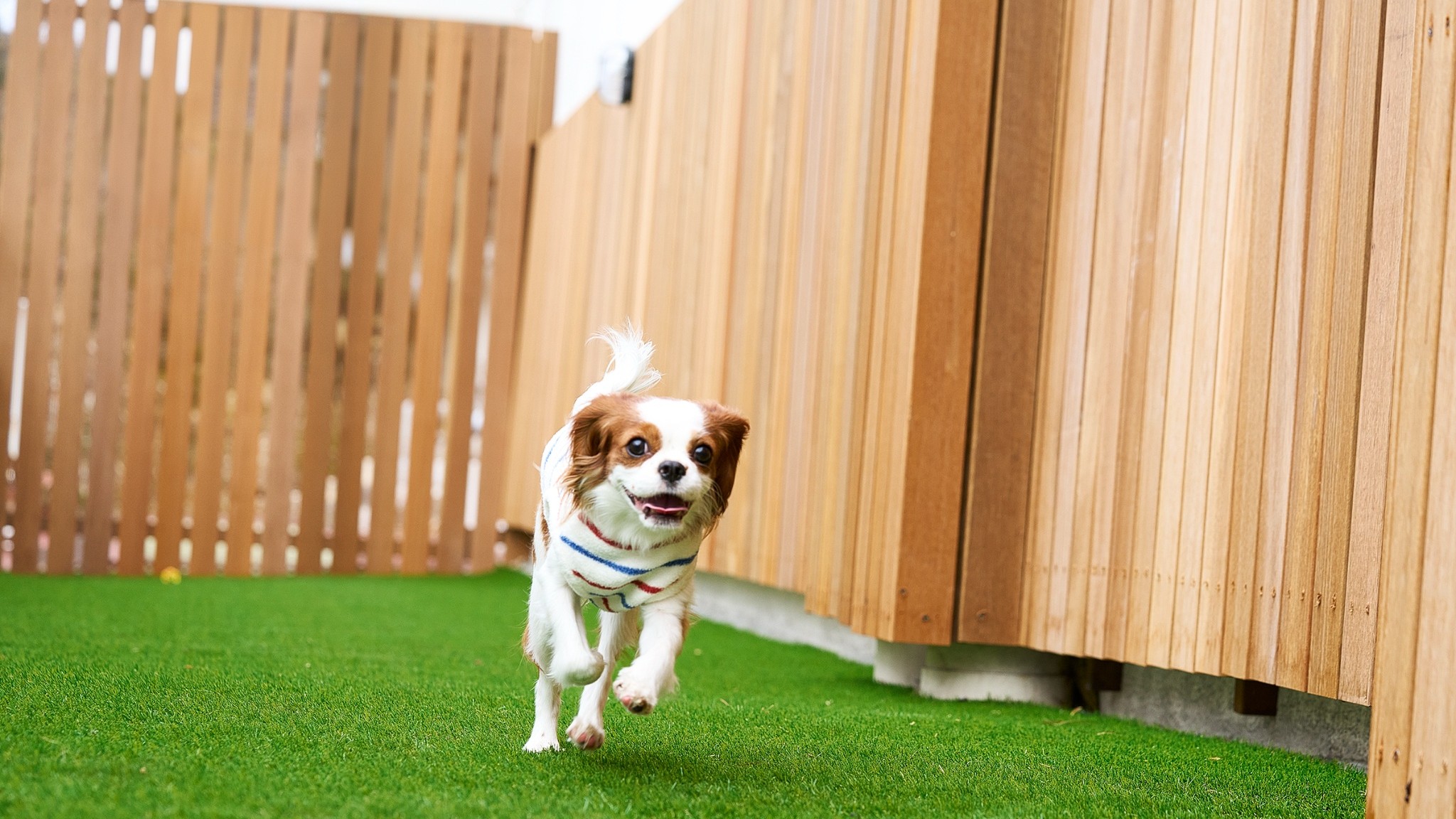 ミニドッグラン