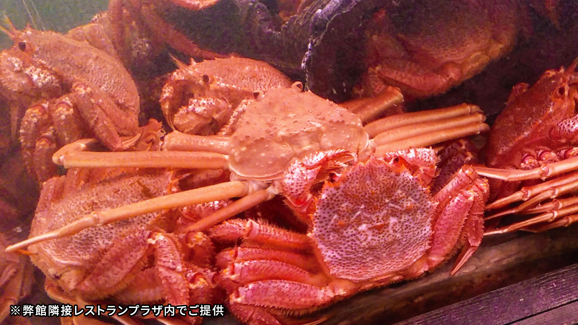 隣接施設「レストランプラザ北海道」食事イメージ