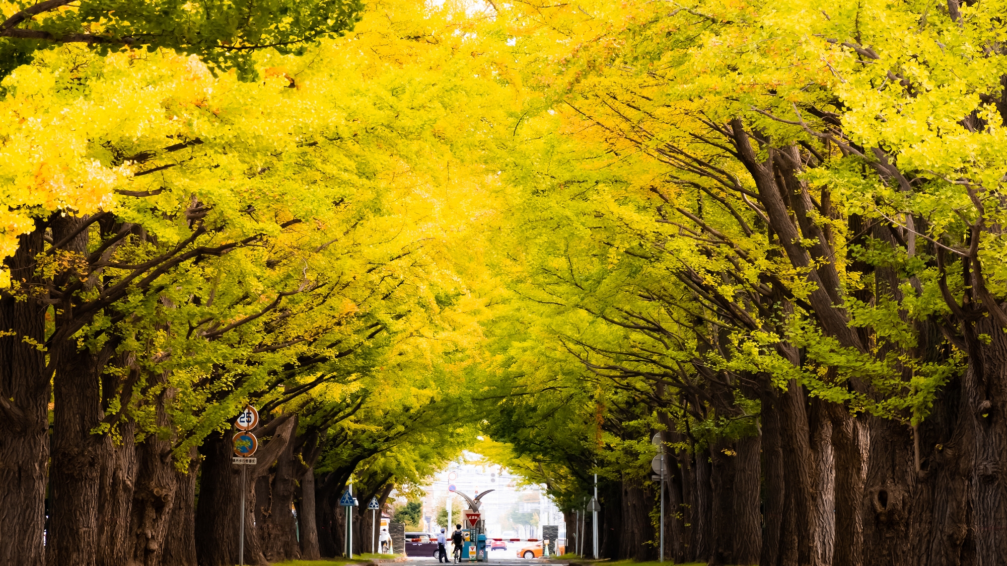 【周辺】北海道大学を代表するイチョウ並木