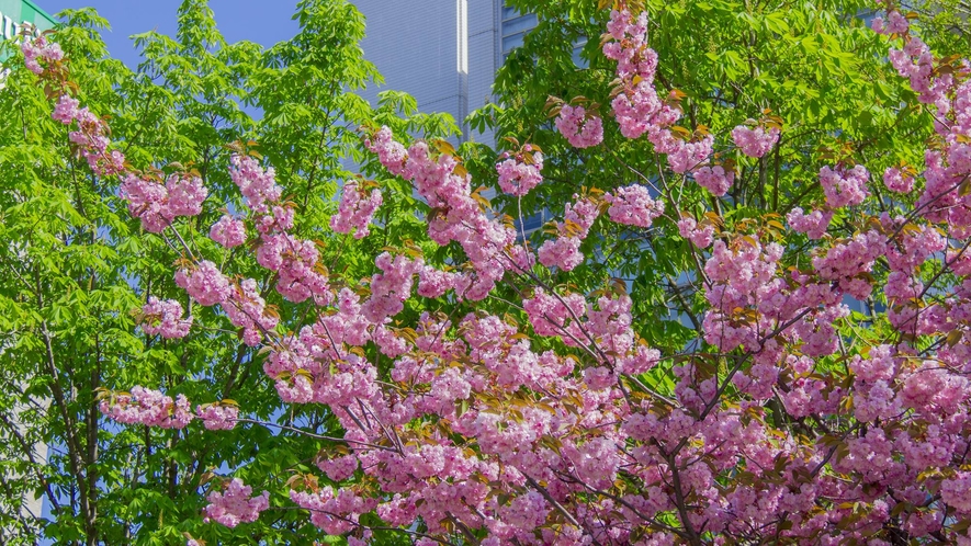 【周辺】桜満開の大通公園。見頃は4月下旬~5月上旬。当館より徒歩約10分