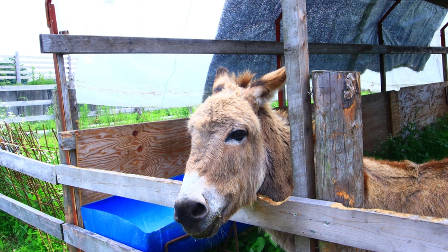 ふれあい広場◆かわいい動物に癒されてください♪