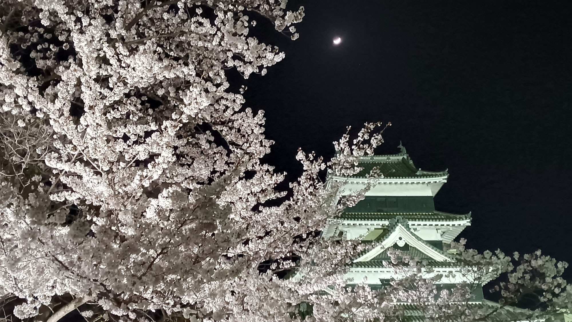 【春】国宝松本城「夜桜会」開花宣言の3日後より8日間開催