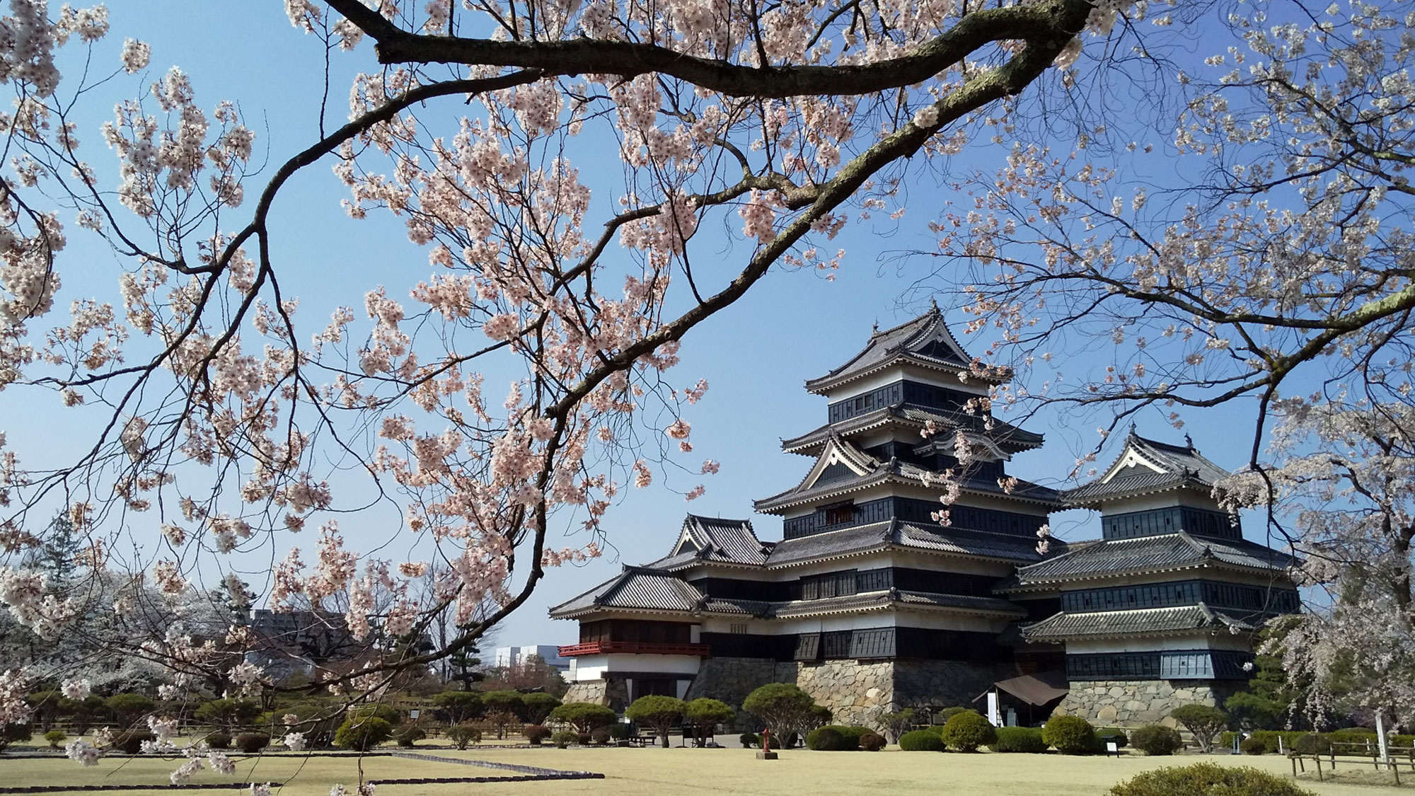 【春】松本城公園やお堀周辺の桜は4月の中頃まで楽しめます
