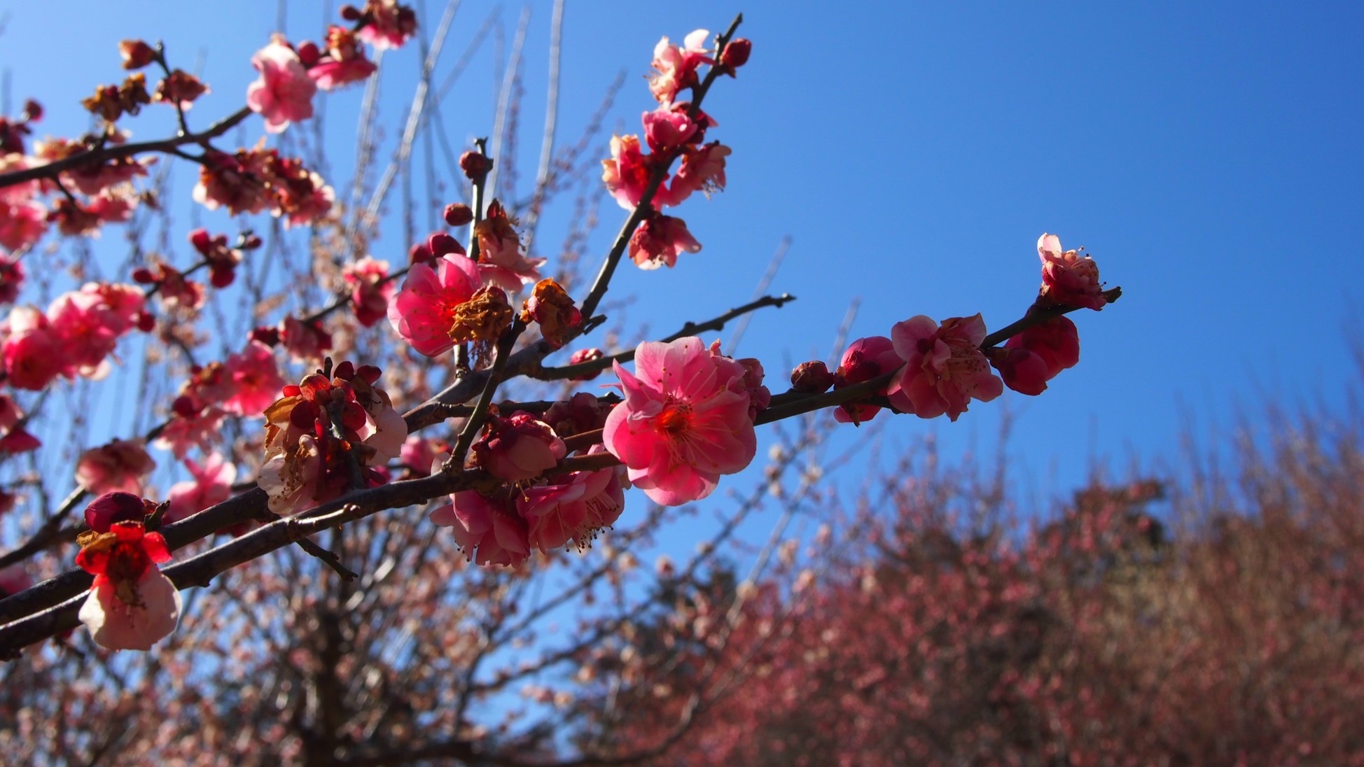 【直前割◇現金特価】【素泊り】上長瀞駅から徒歩5分！チェックイン22時までＯＫ★素泊りプラン