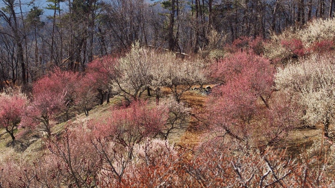 【直前割◇現金特価】【朝食付】上長瀞駅から徒歩５分！２２時までチェックインOK♪朝食付き宿泊プラン