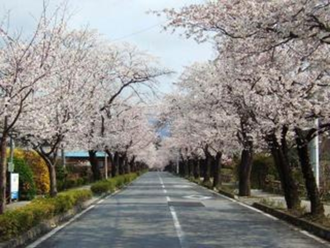 桜のトンネル