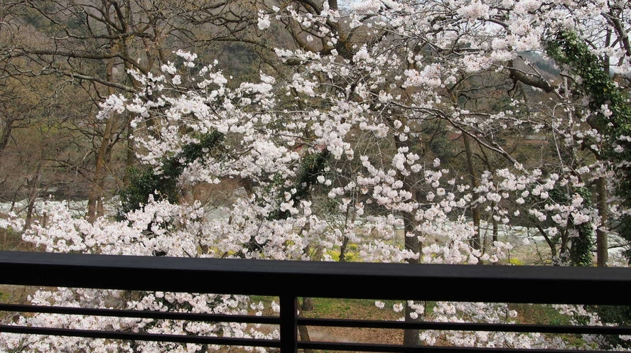 客室からの眺め　～桜～