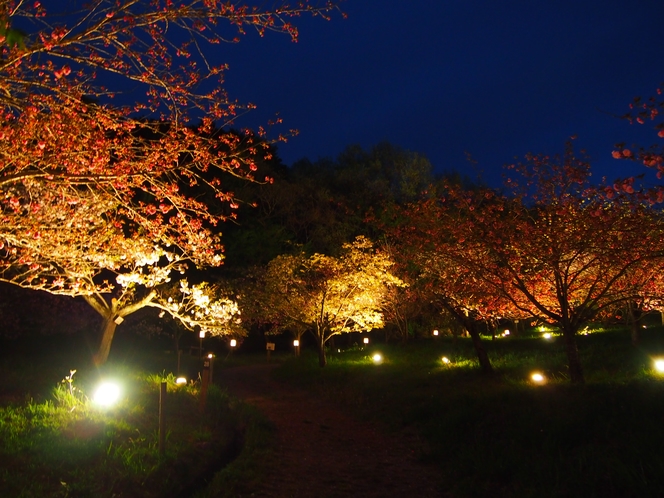 通り抜けの桜ライトアップ