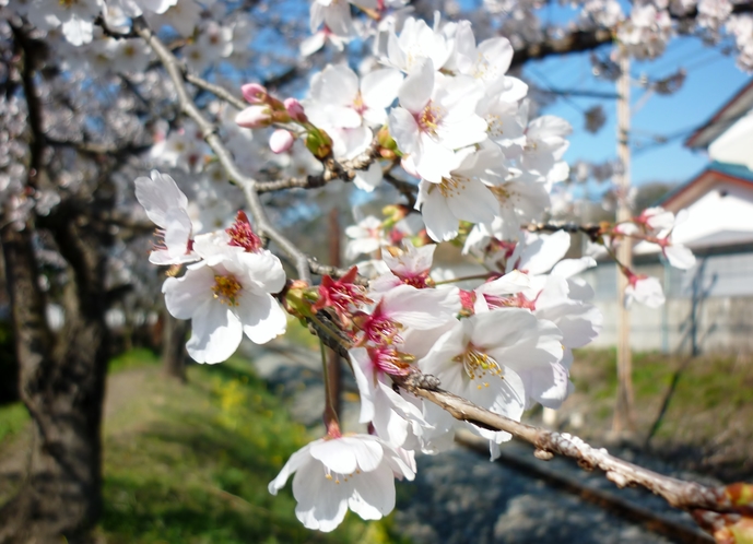 桜お花見さんぽ