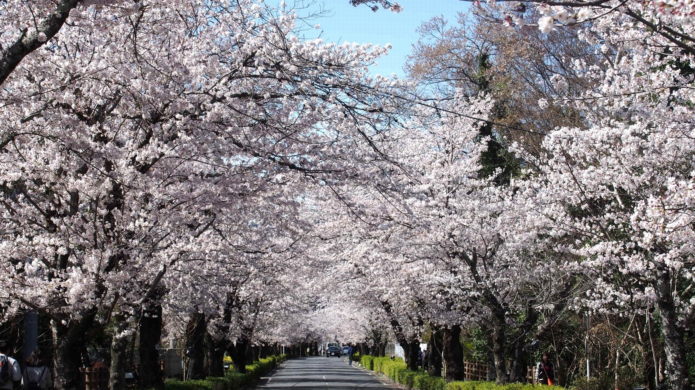 長瀞・北桜通り