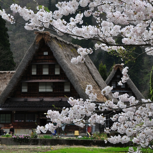 桜×合掌