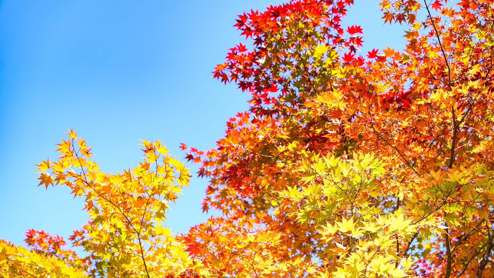 ・【景色】秋には見事に色づいた紅葉をお楽しみいただけます