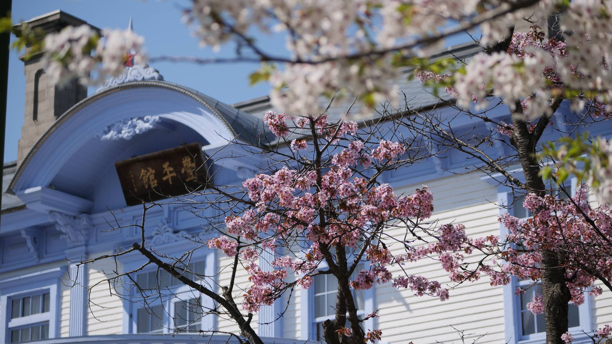 桜の花・青空・豊平館の色が見事な調和（4月下旬~5月上旬が見頃）