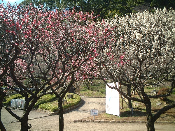 【熱海梅園(春)③】(※写真はイメージです)