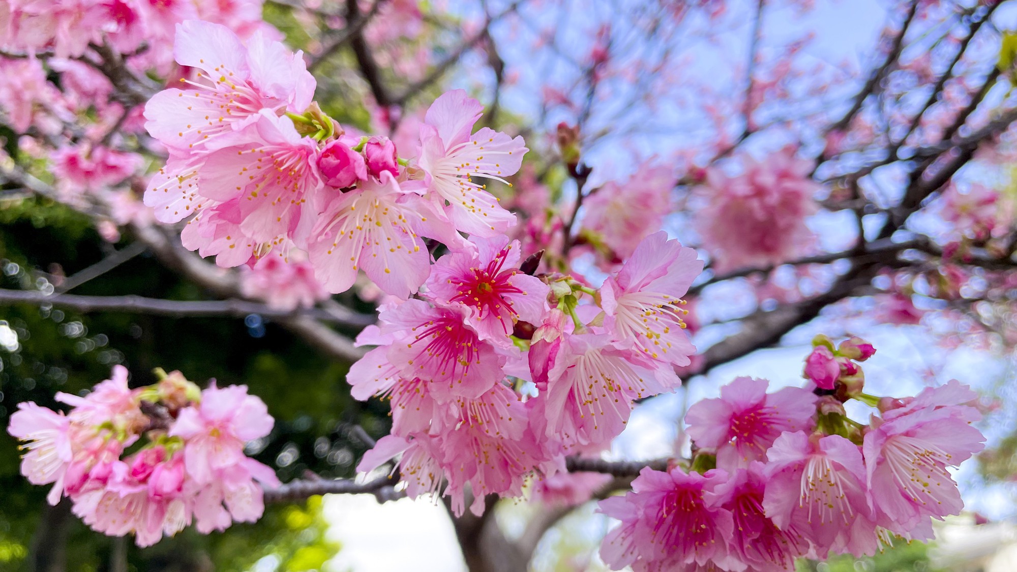 緑ヶ丘公園の桜