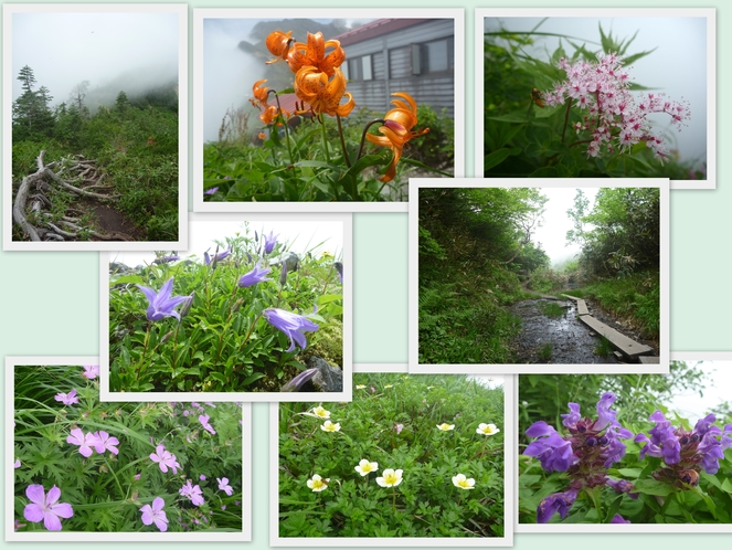 高山植物