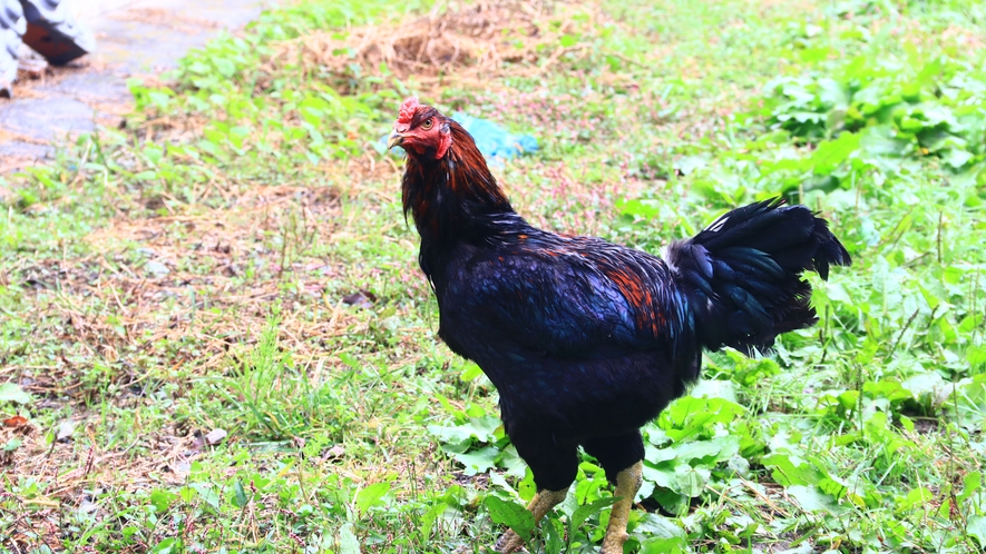 鳥居楼所有の純血種の軍鶏