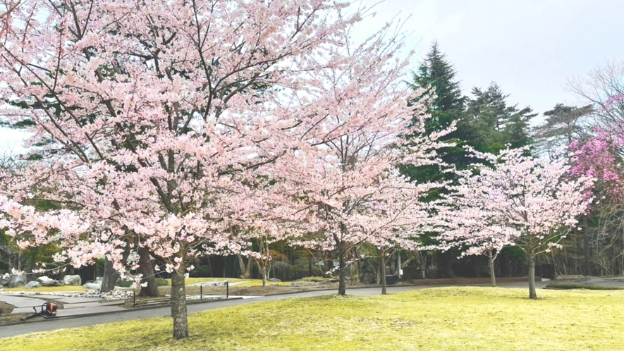 桜園は例年4月の中旬が見頃です。